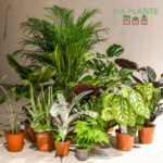 MA PLANTE