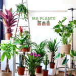MA PLANTE 2